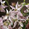 Armandii Apple Blossom