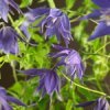 Macropetala Maidwell Hall