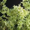 Forsteri Pixie