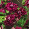 Viticella Purpurea Plena Elegans