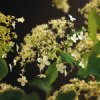 Klimhortensia