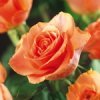 Orange Climber