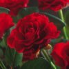 Paul's Scarlet Climber
