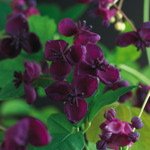 Schijnaugurk (Akebia)