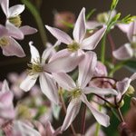 Armandii Apple Blossom