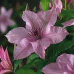 Hagley Hybrid