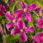 Diversifolia Inspiration ™