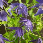 Macropetala Maidwell Hall