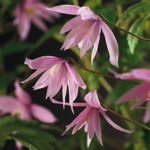 Macropetala Markham's Pink