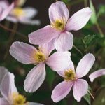 Montana Fragrant Spring
