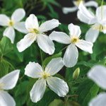 Montana Grandiflora