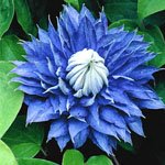 Multi Blue