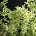 Forsteri Pixie
