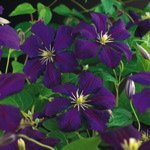 Viticella Etoile Violette