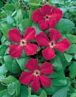 Viticella Rubra