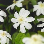 Wada's Primrose