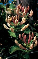 Caprifolium