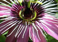 Passibloem