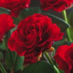 Paul's Scarlet Climber