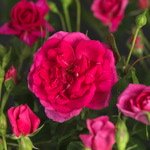 Pink Climber