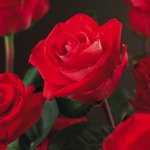 Red Climber