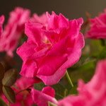 Zéphirine Drouhin (doornloos)