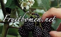 Ga naar fruitbomen.net